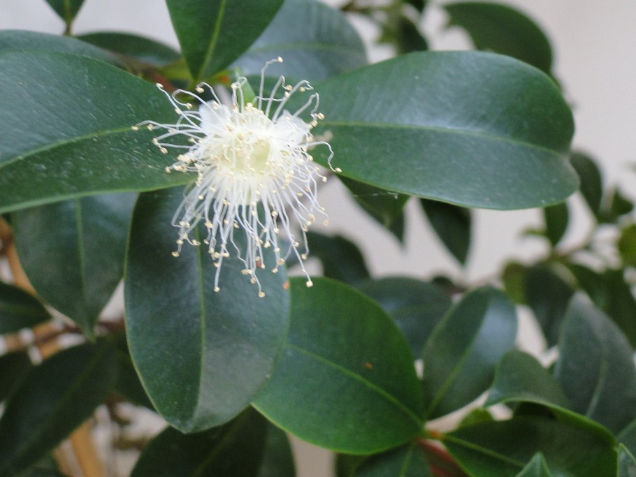 Ягоды Лилли Пилли