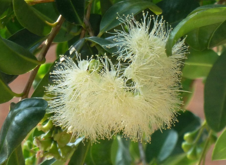 Сизигиум краснеющий