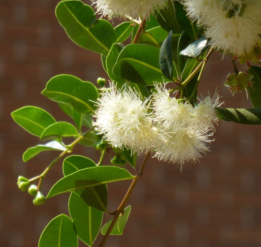 Сизигиум Лилли Пилли