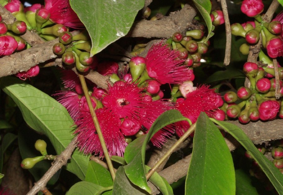 Сизигиум Малаккский