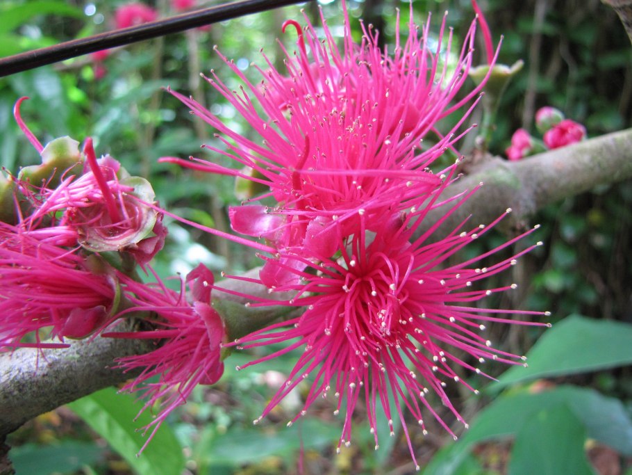 Сизигиум Смита