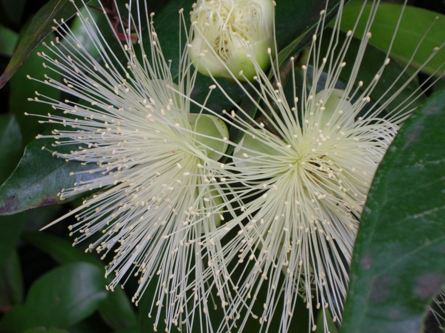 Сизигиум краснеющий