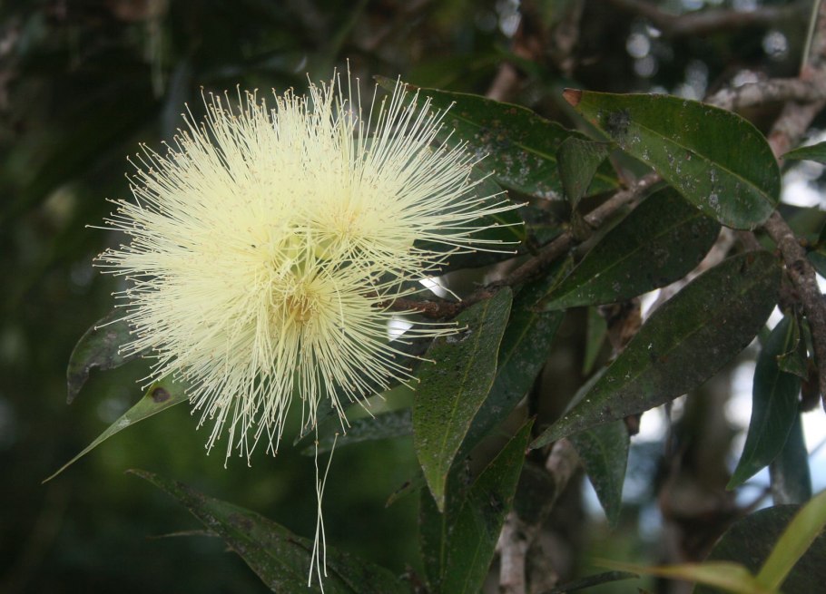 Syzygium Pyramid куст