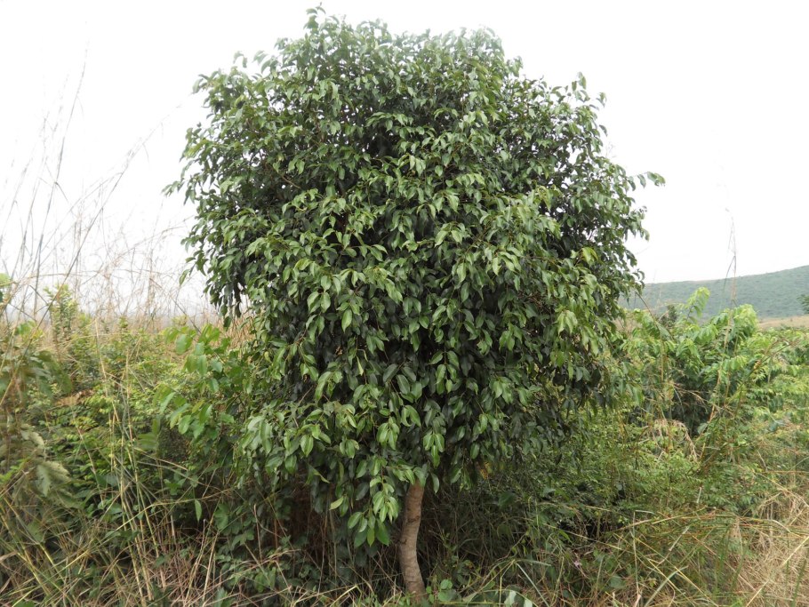 Сизигиум ямбоз (Syzygium Jambos)