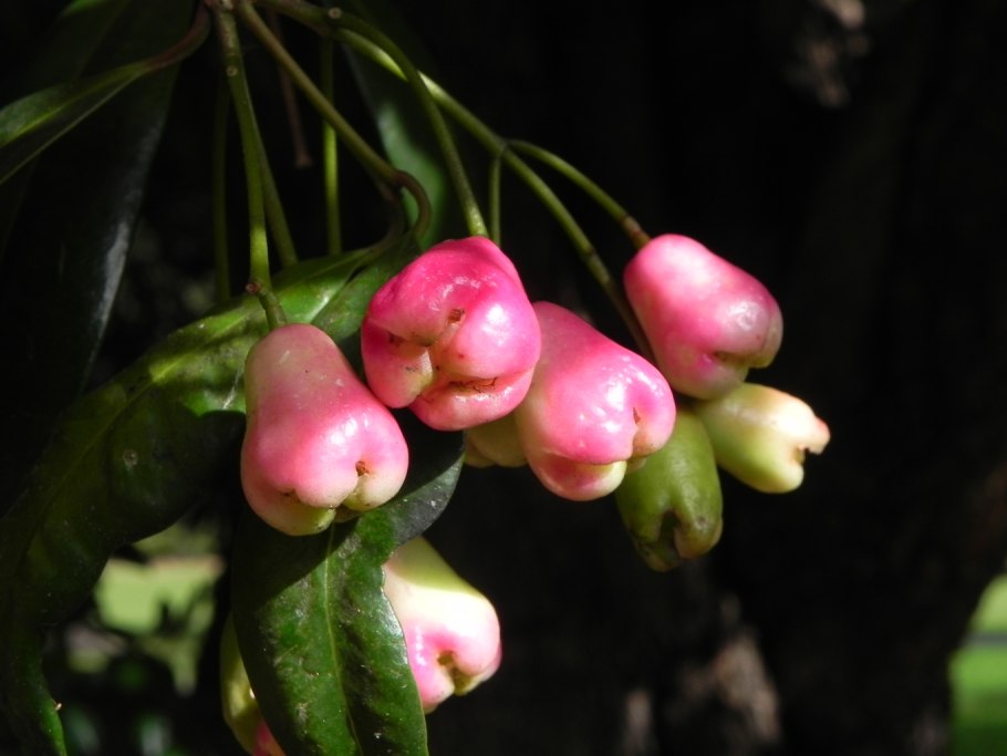 Сизигиум паникулятум