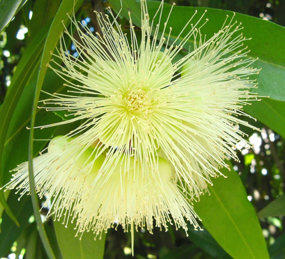 Сизигиум паникулятум