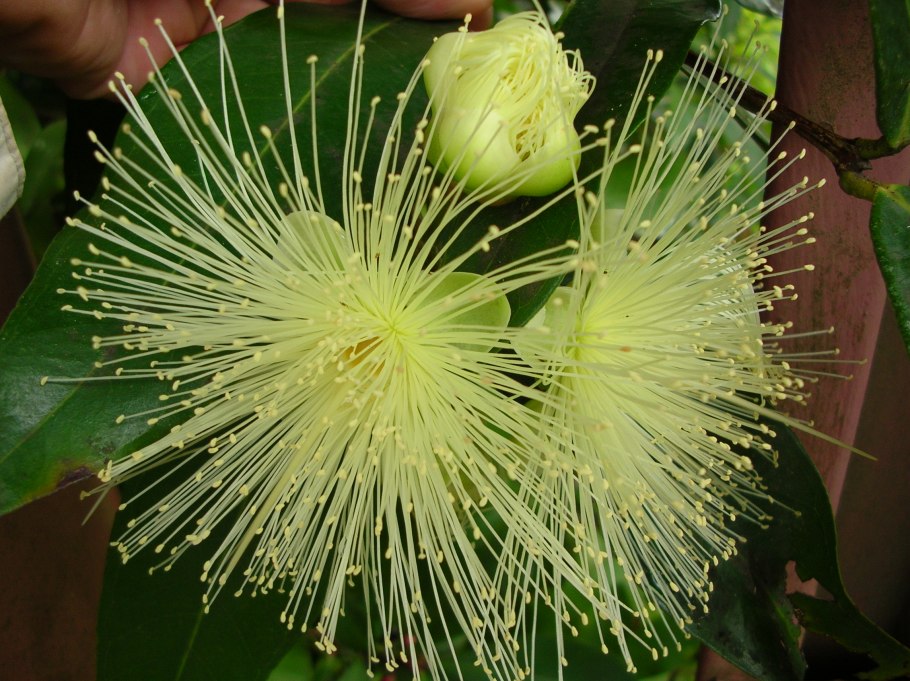 Сизигиум метельчатый Евгения миртолистная