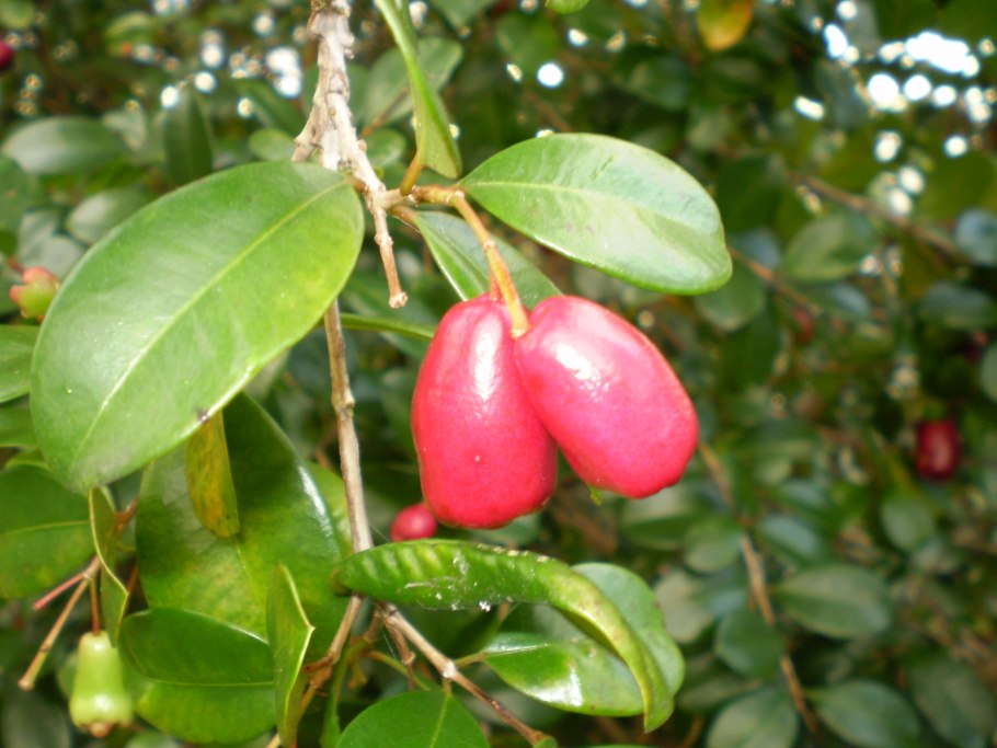 Syzygium oleosum