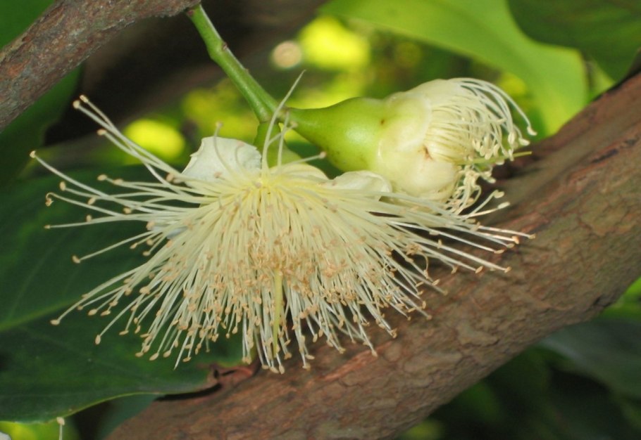 Сизигиум аквеум