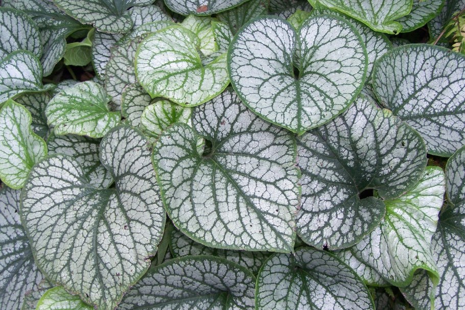 Brunnera macrophylla jack frost