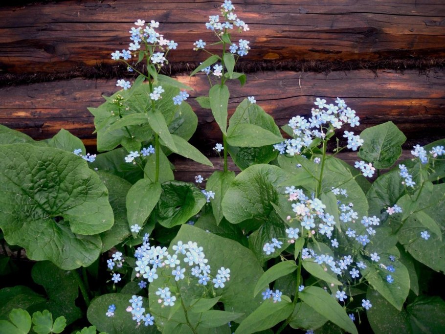 Бруннера крупнолистная (Brunnera macrophylla)