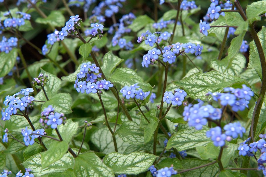 Бруннера крупнолистная (Brunnera macrophylla)