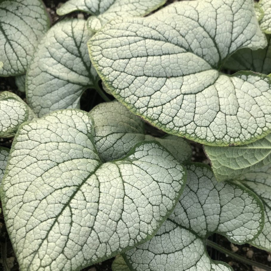 Бруннера крупнолистная сильвер харт