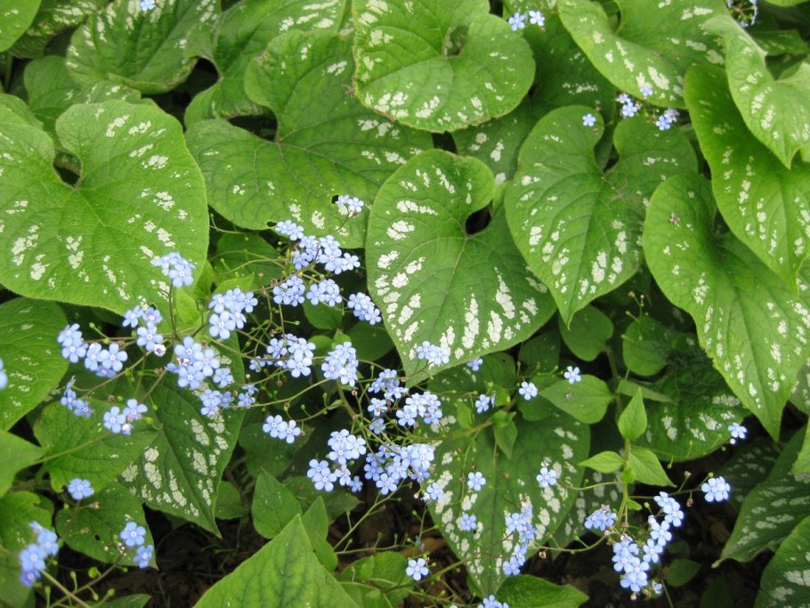 Бруннера крупнолистная (Brunnera macrophylla)