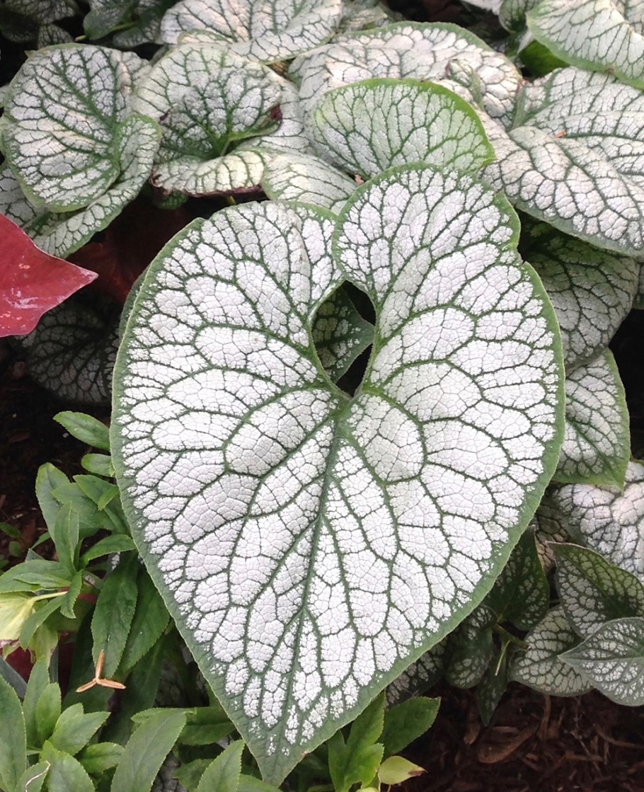 Бруннера крупнолистная silver heart