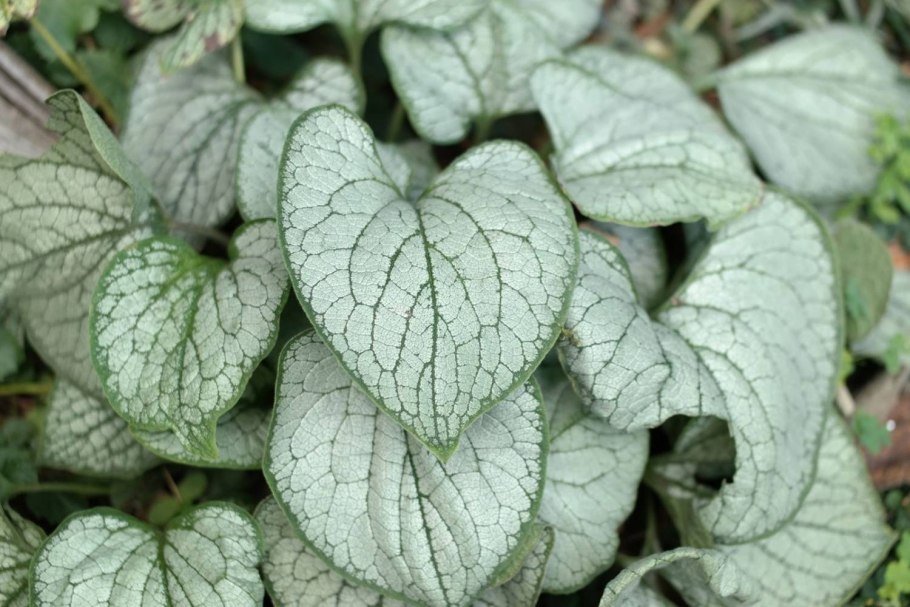 Бруннера крупнолистная (Brunnera macrophylla)