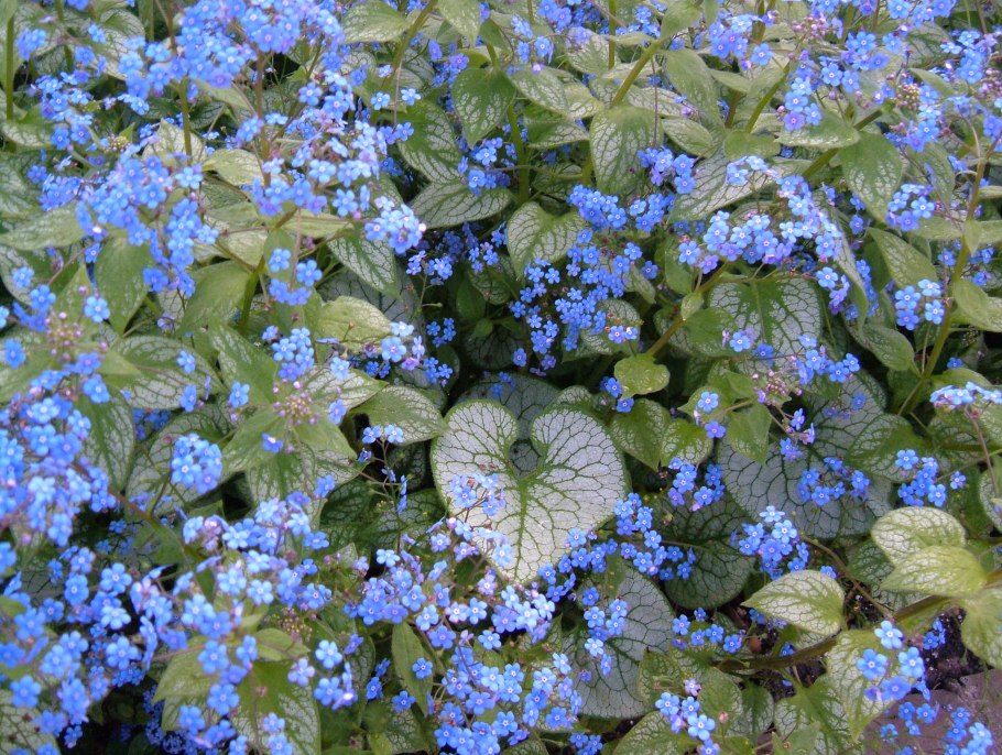 Бруннера крупнолистная Джек Фрост