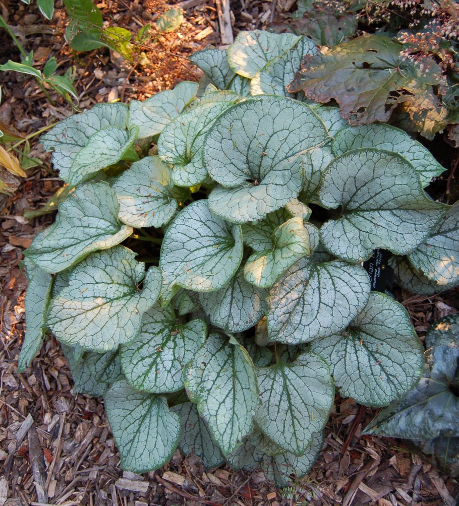 Brunnera macrophylla