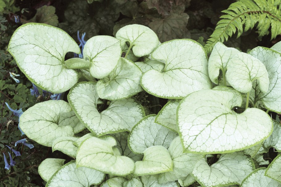 Бруннера macrophylla