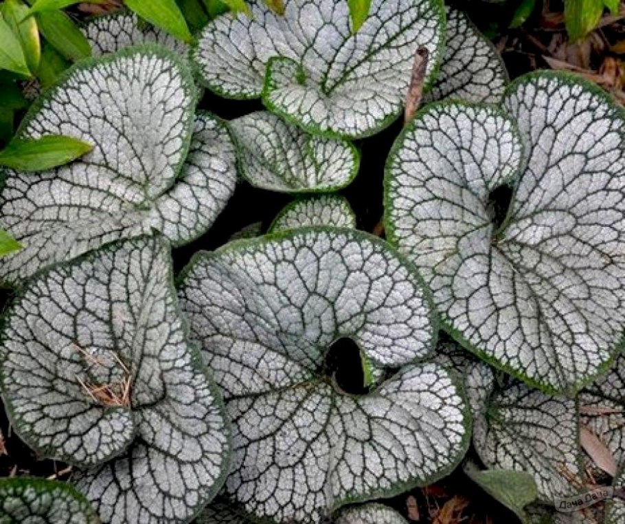 Бруннера крупнолистная Silver Heart