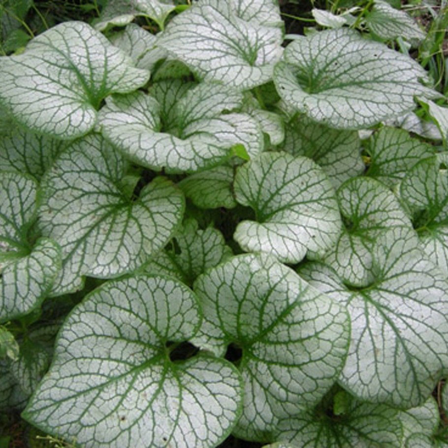 Брунера крупно-листная (Brunnéra macrophýlla)