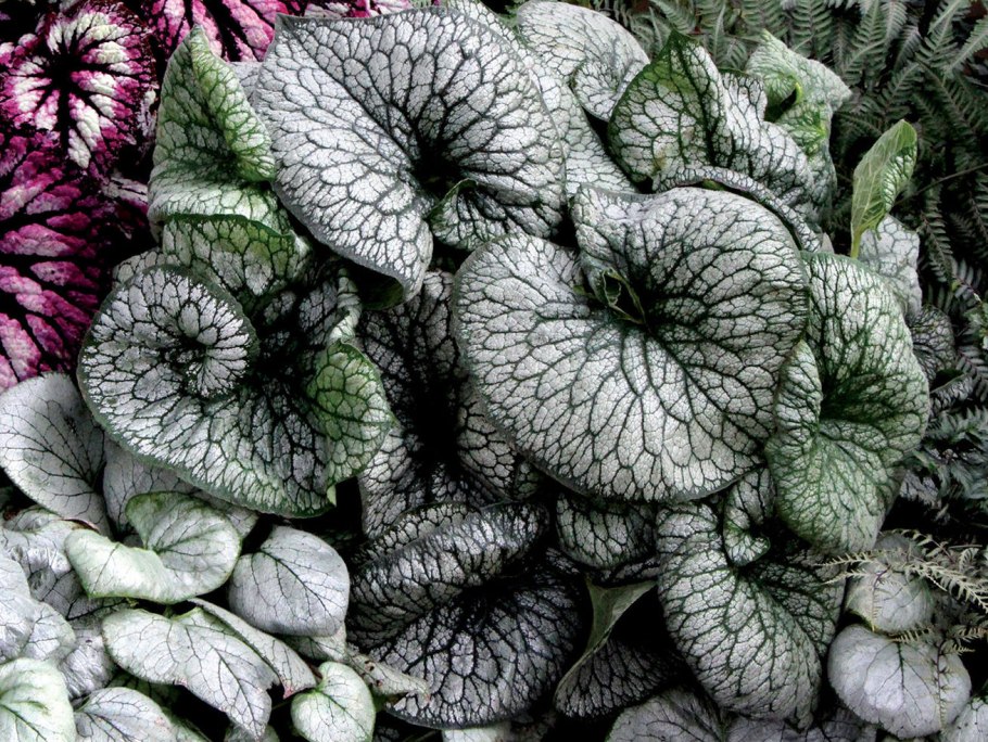 Бруннера крупнолистная looking Glass