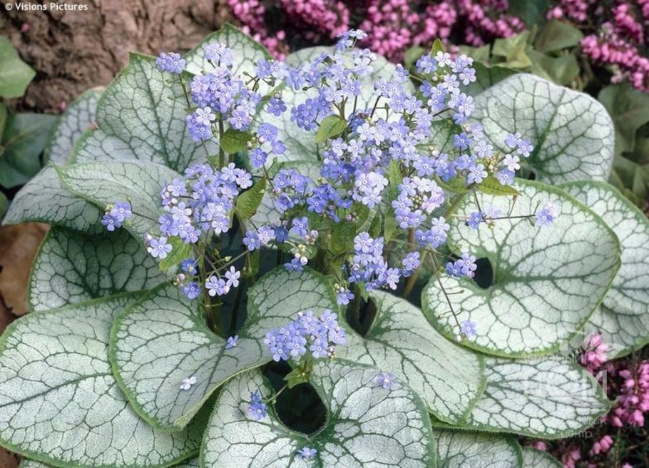 Бруннера крупнолистная Александерс Грейт