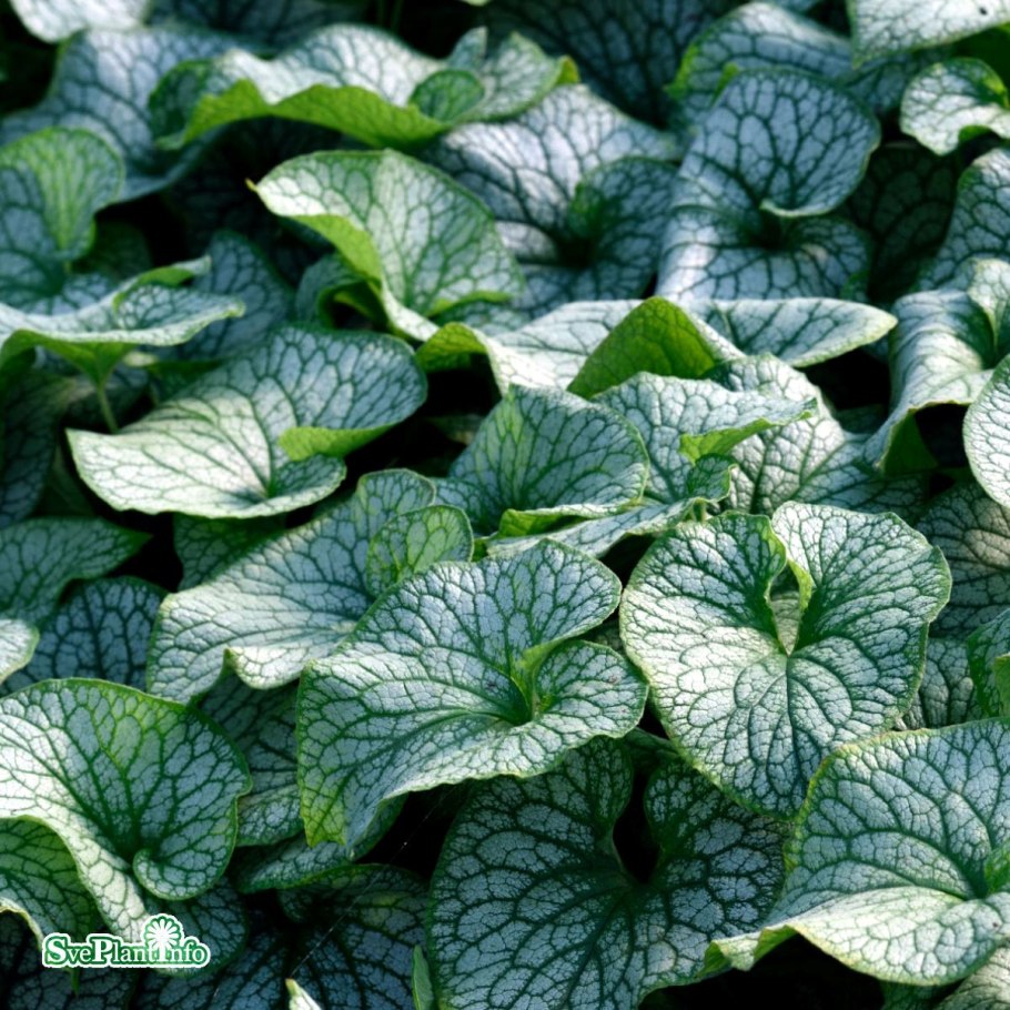 Бруннера крупнолистная растение