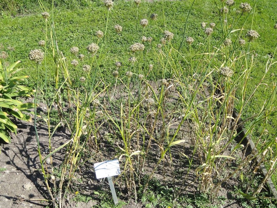 Лук репчатый в косичках