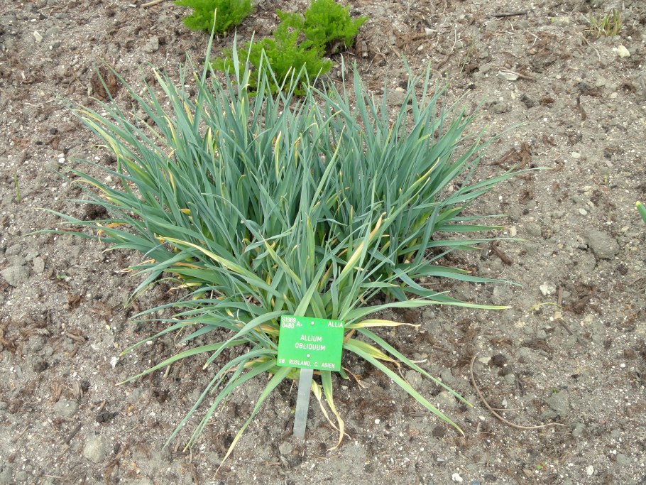 Лук косой Оренбургской области-