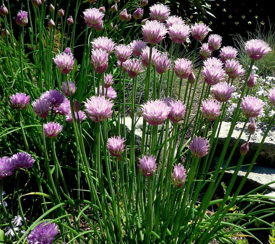 Лук шалот Каскад