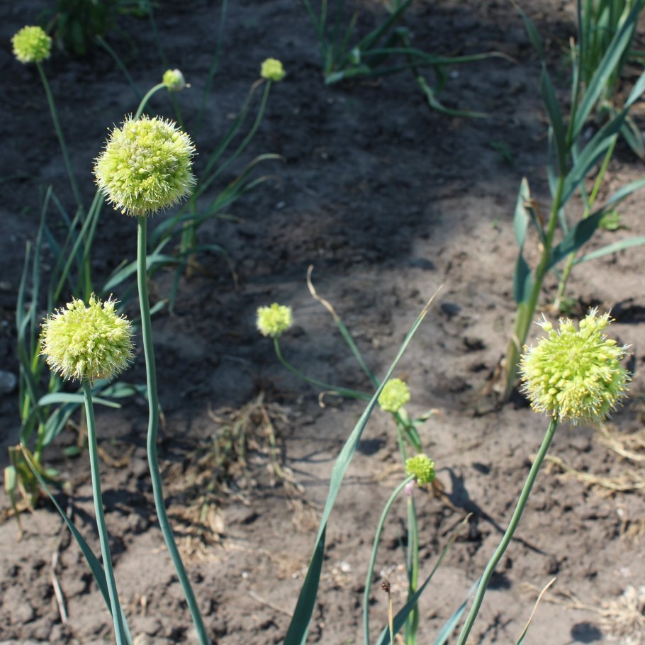 Лук косой ( Allium obliquum l. )
