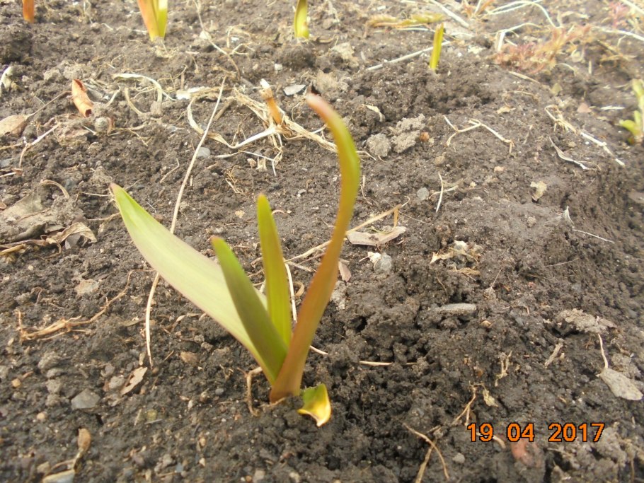 Лукочеснок рокамболь