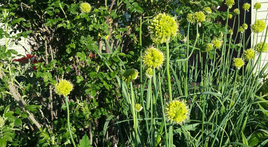 Лук неравнолучевой