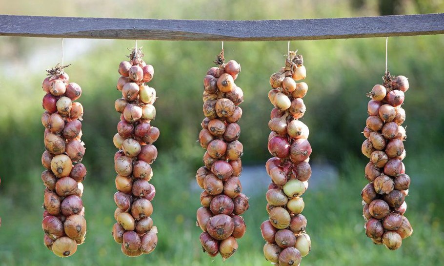 Хранение репчатого лука