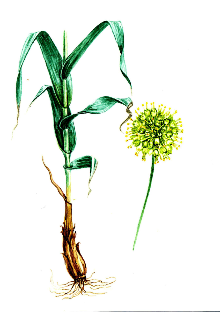 Лук индерский