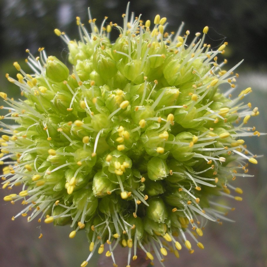 Лук пскемский