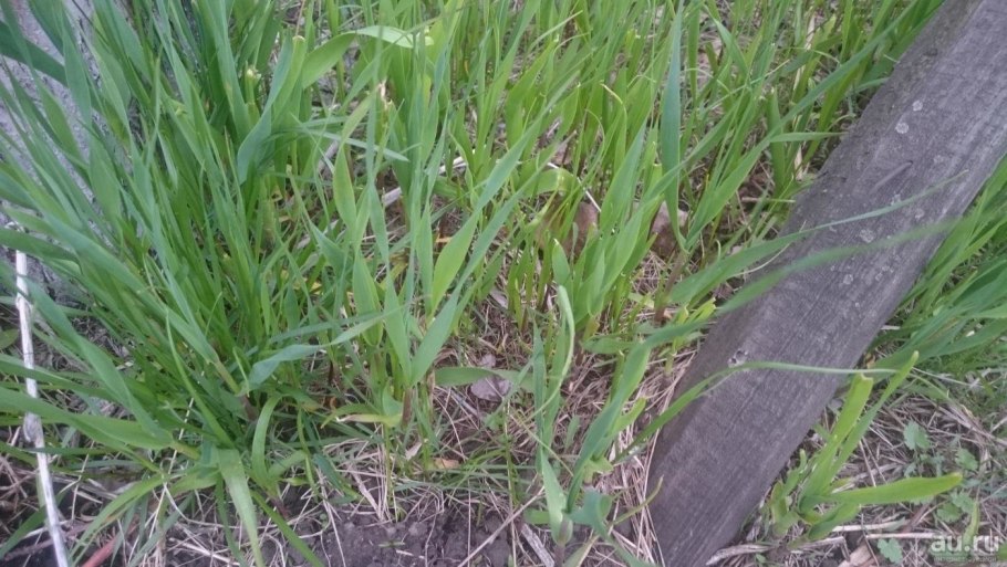 Лук порей Карантанский (1г)