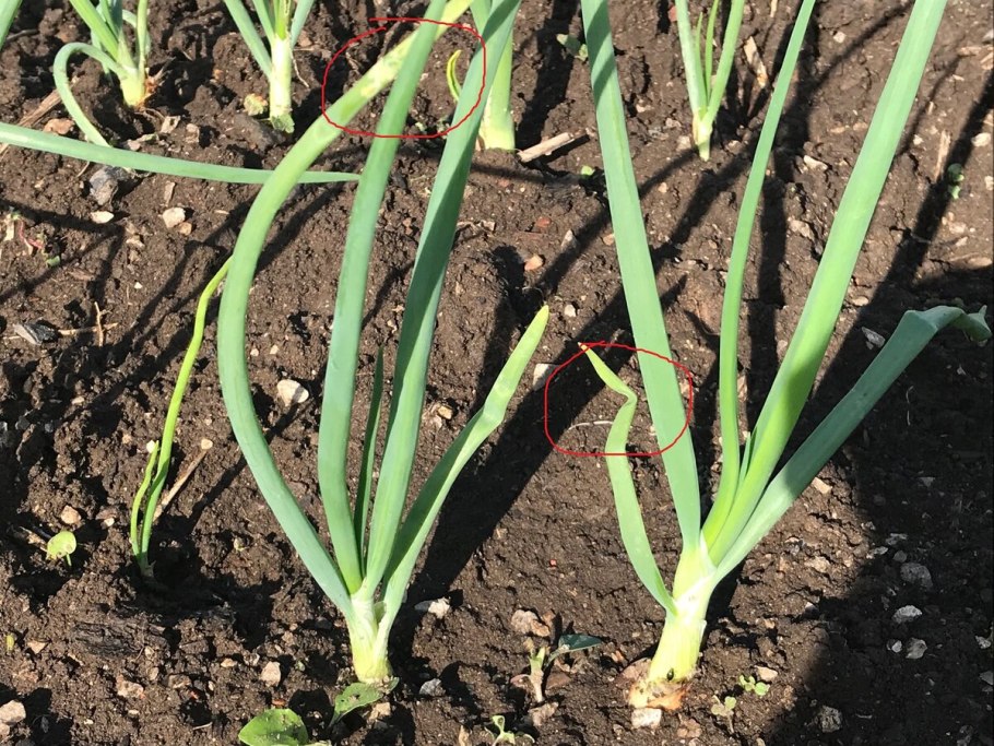 Фото крутого лучника