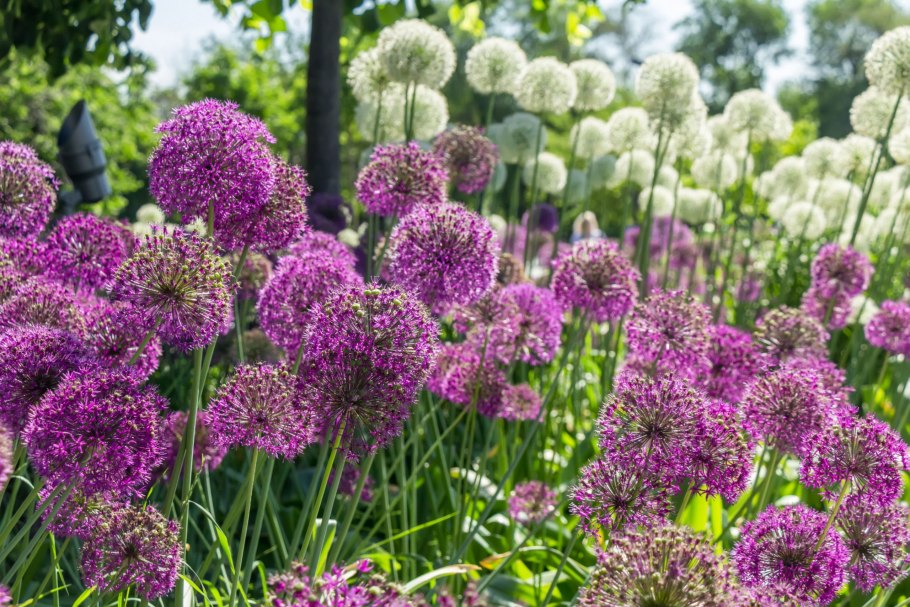 Аллиум меркуриус