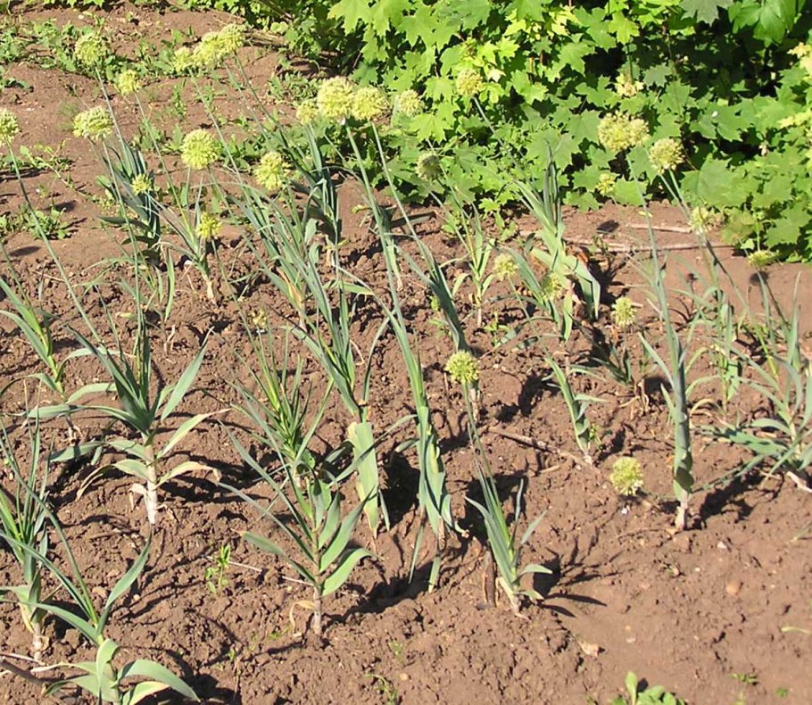 Лук в косах