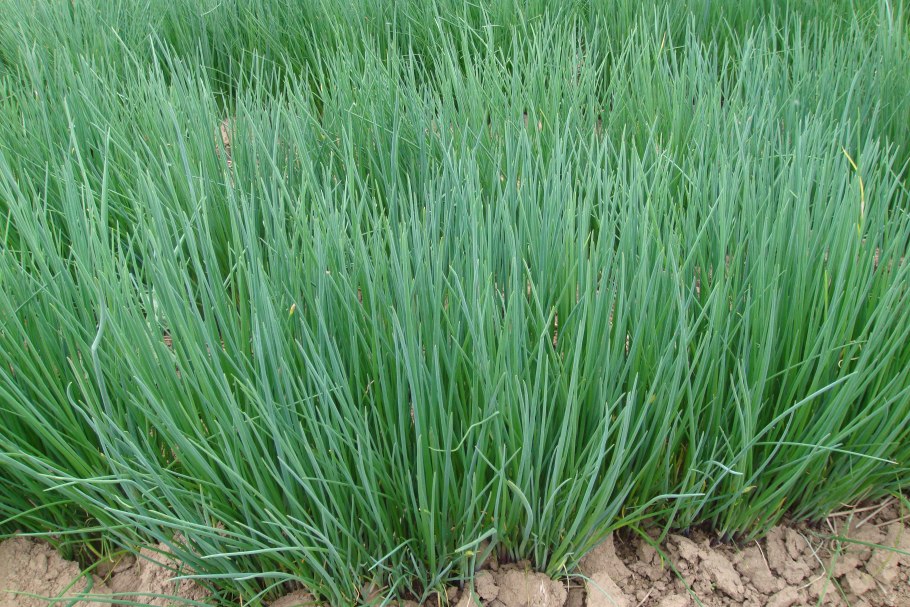 Лук скорода шнитт