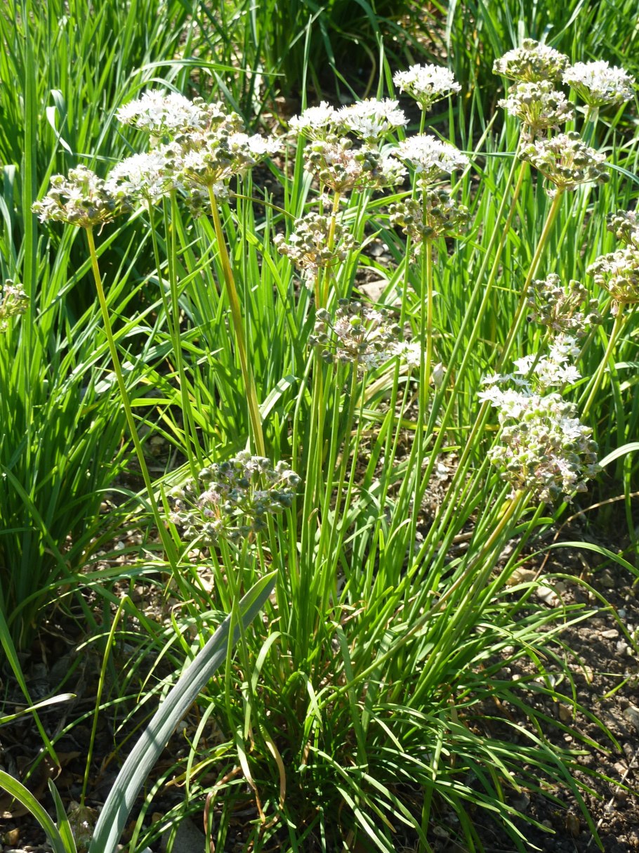 Allium obliquum