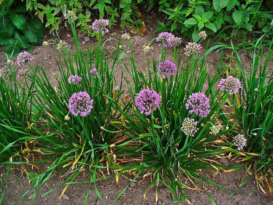 Allium lusitanicum