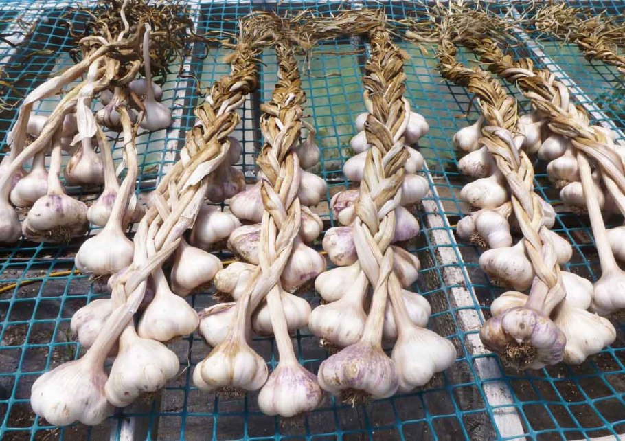 Хранение чеснока