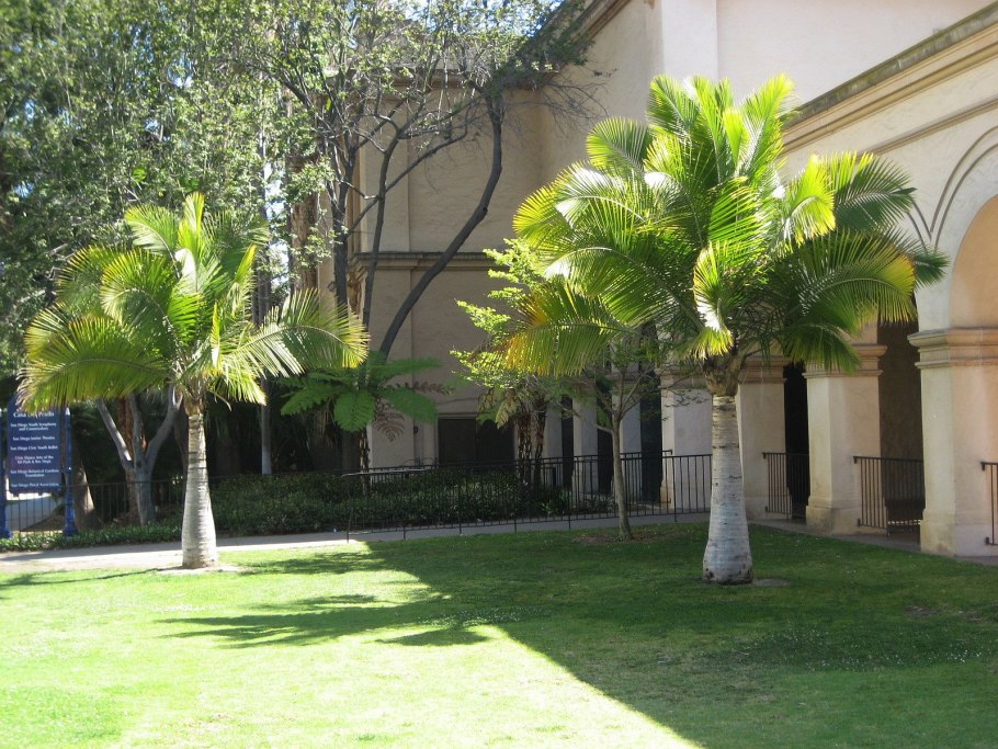 Гузмания минор Рондо