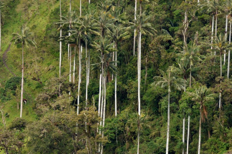 Ceroxylon quindiuense