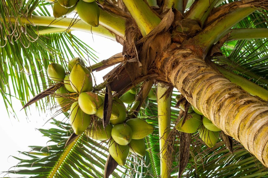 Пальма Хуания