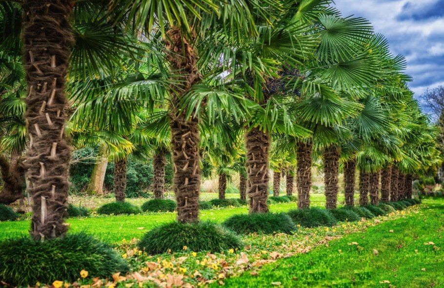 Хуания Южная