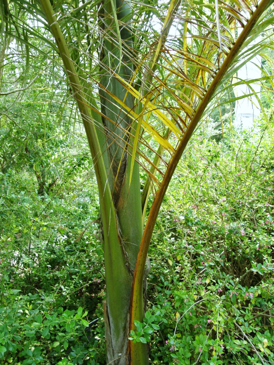 Хуания Южная